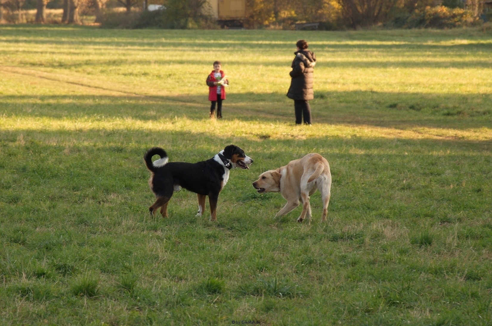 Appenzeller Sennenhund Rocky auf der Gib in Wiesbaden